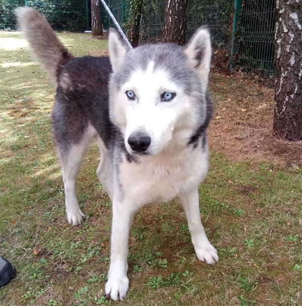 Stolen Dogs: A husky recovered in County Limerick