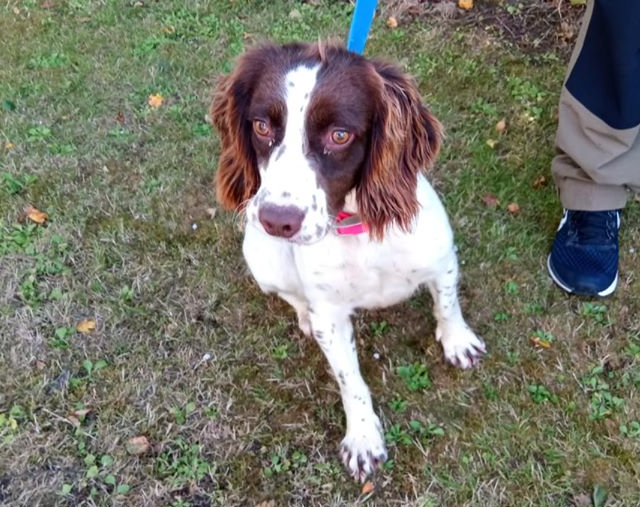 Stolen dogs: A Springer Spaniel recovered in County Limerick. Image: An Garda Síochána