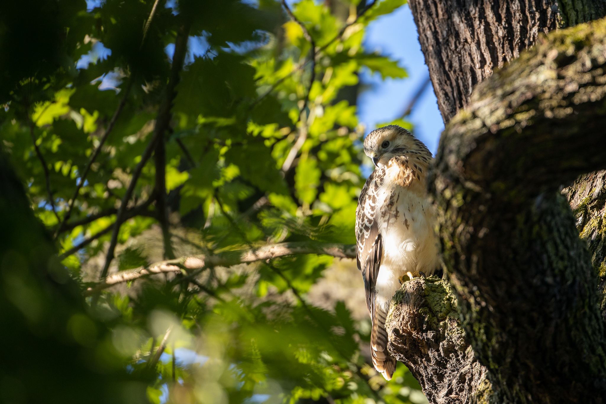 A young buzzard sits on a branch in Berlin