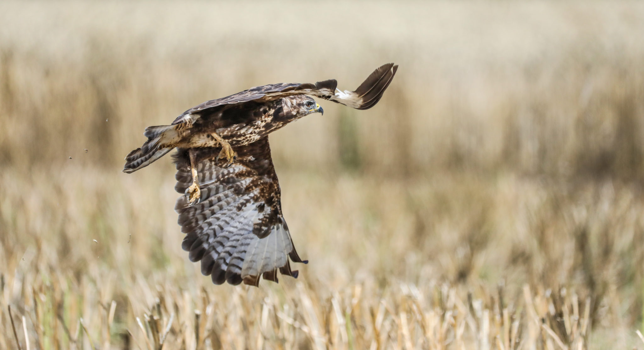 A buzzard flies over a field in search of food