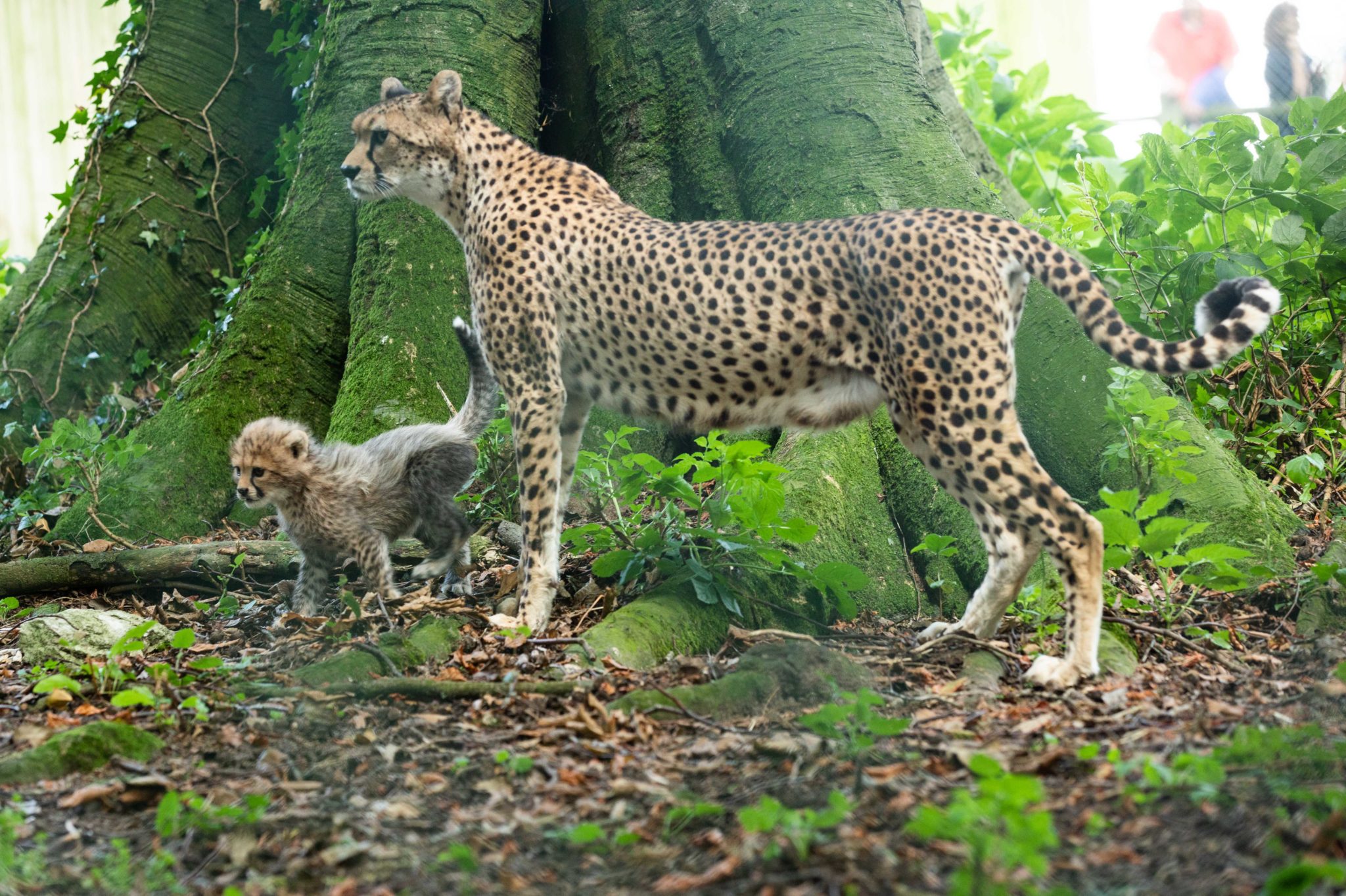 A Northern Cheetah cub, born at Fota Wildlife Park, with its mothe