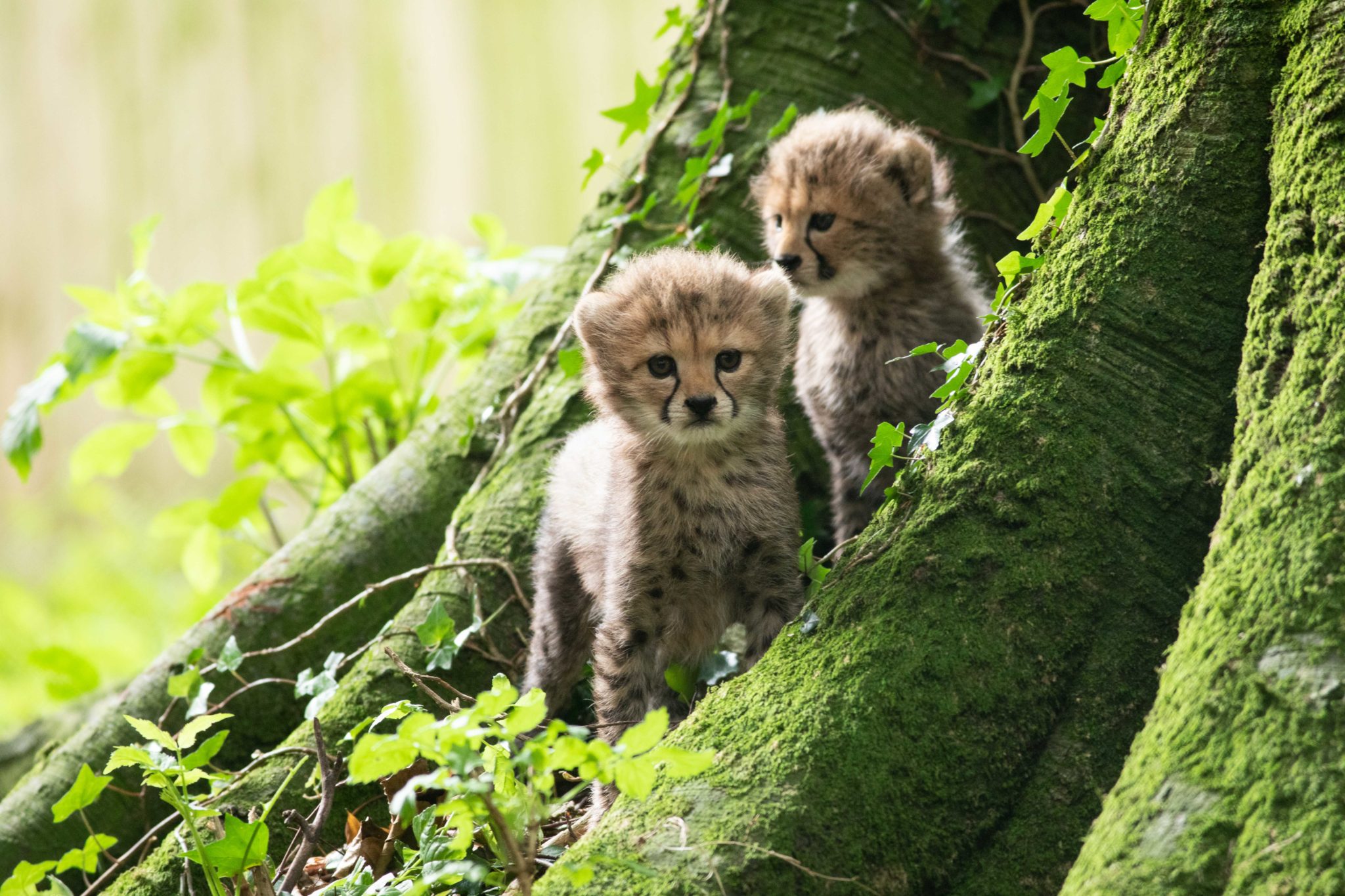 Northern Cheetah cubs born at Fota Wildlife Park