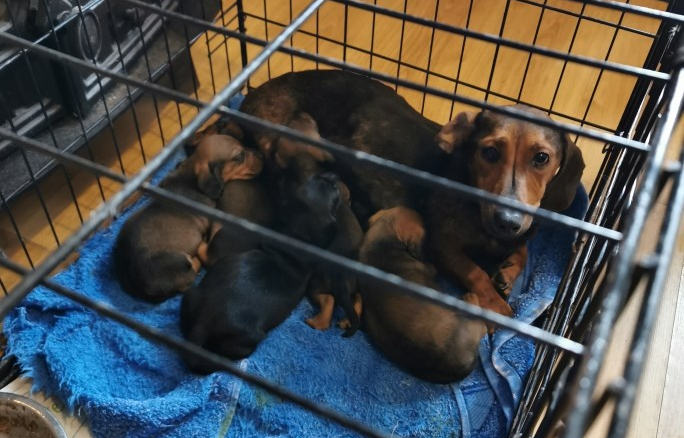 Stolen dogs seized at a property in County Dublin