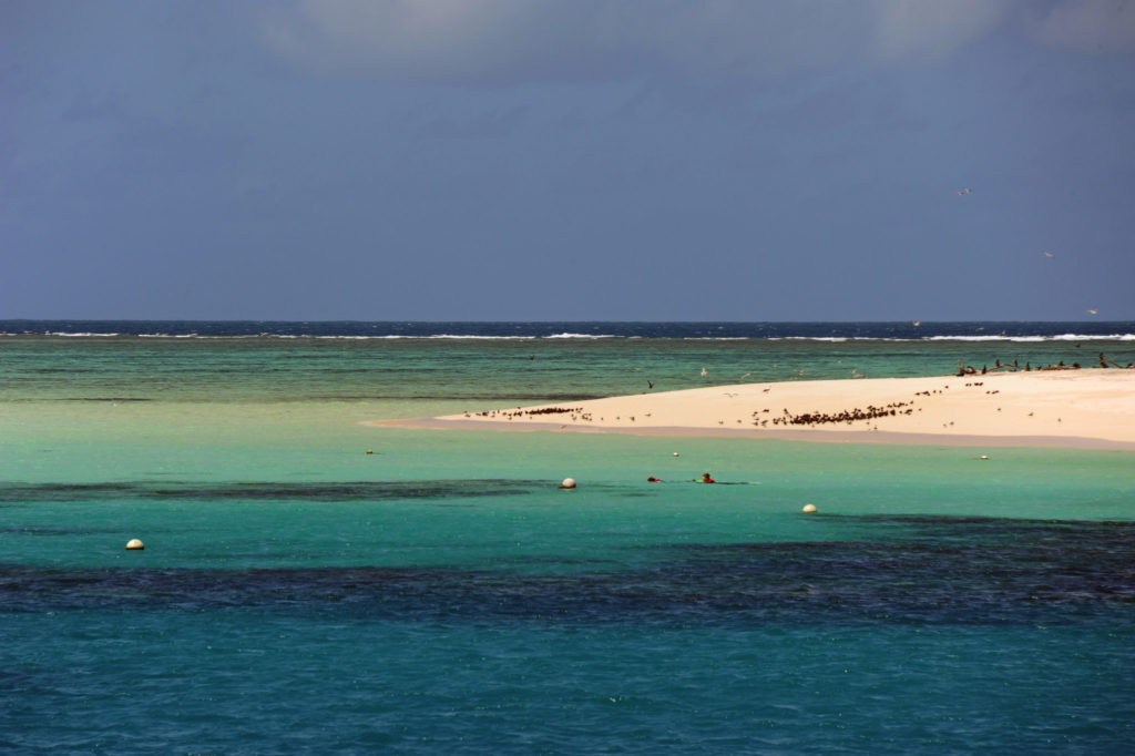 The pumice raft that may save the Coral Reef