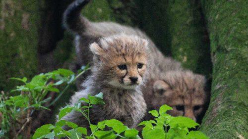 Cheetah Fota Wildlife Park