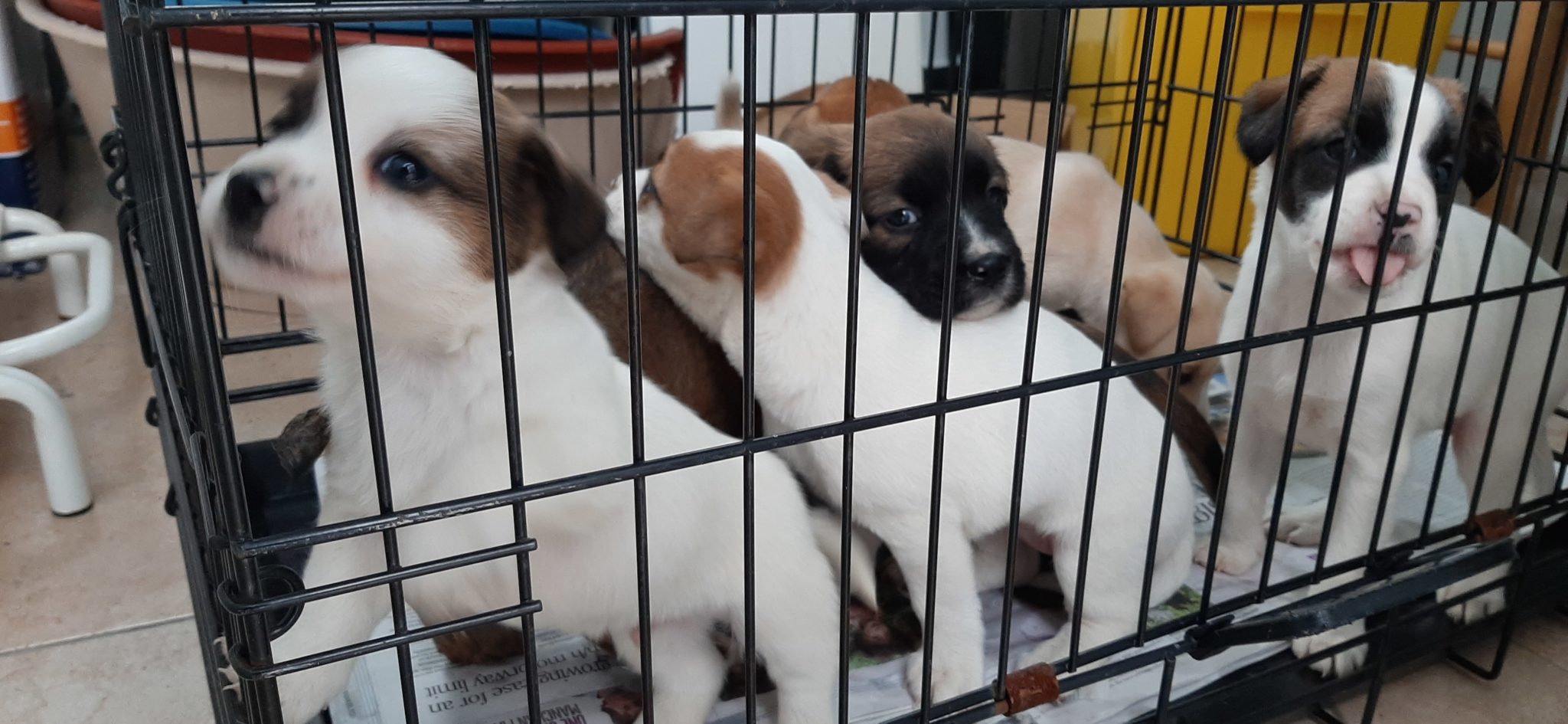 Puppies rescued at Dublin Port