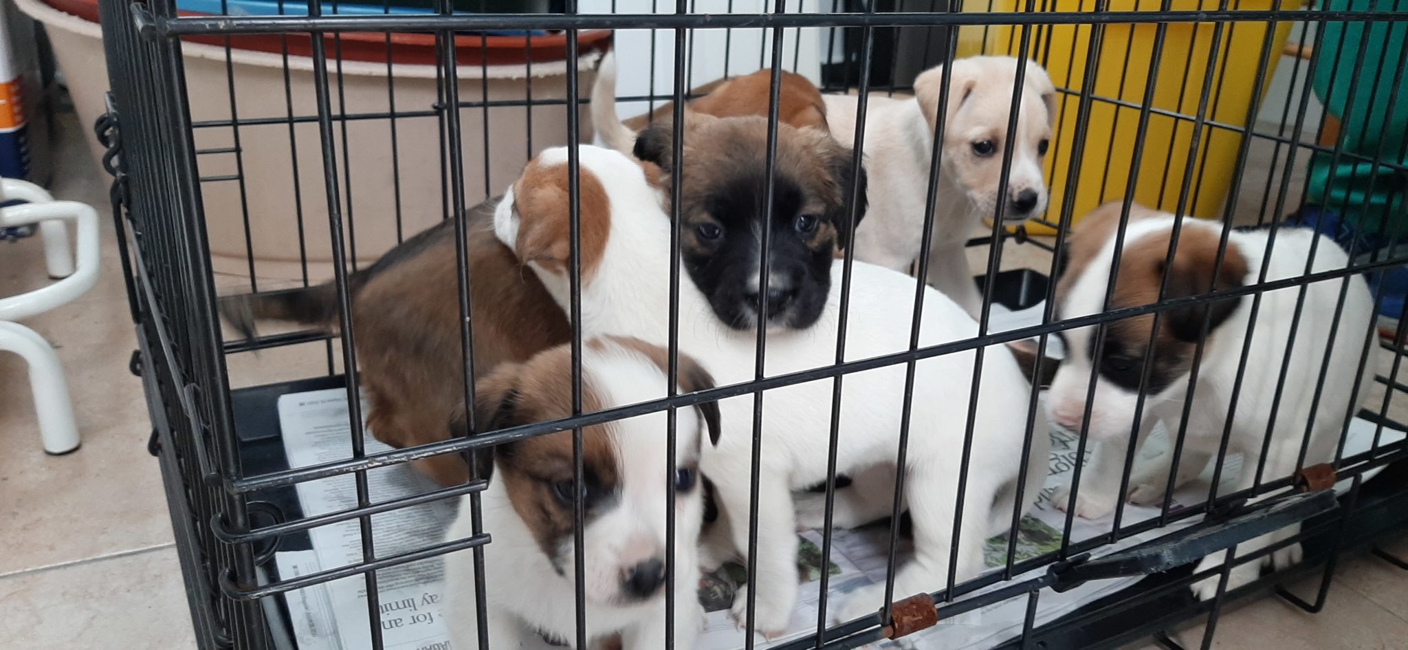Puppies rescued at Dublin Port
