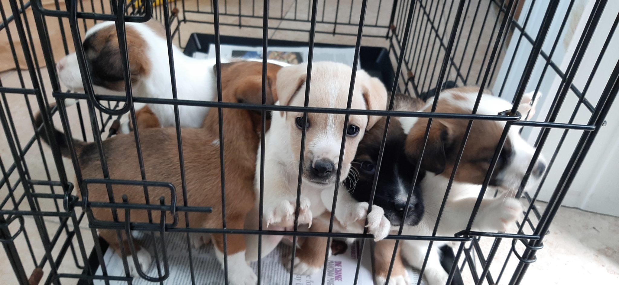 DSPCA Say It's Reaching 'Crisis Levels' With Unwanted Pets