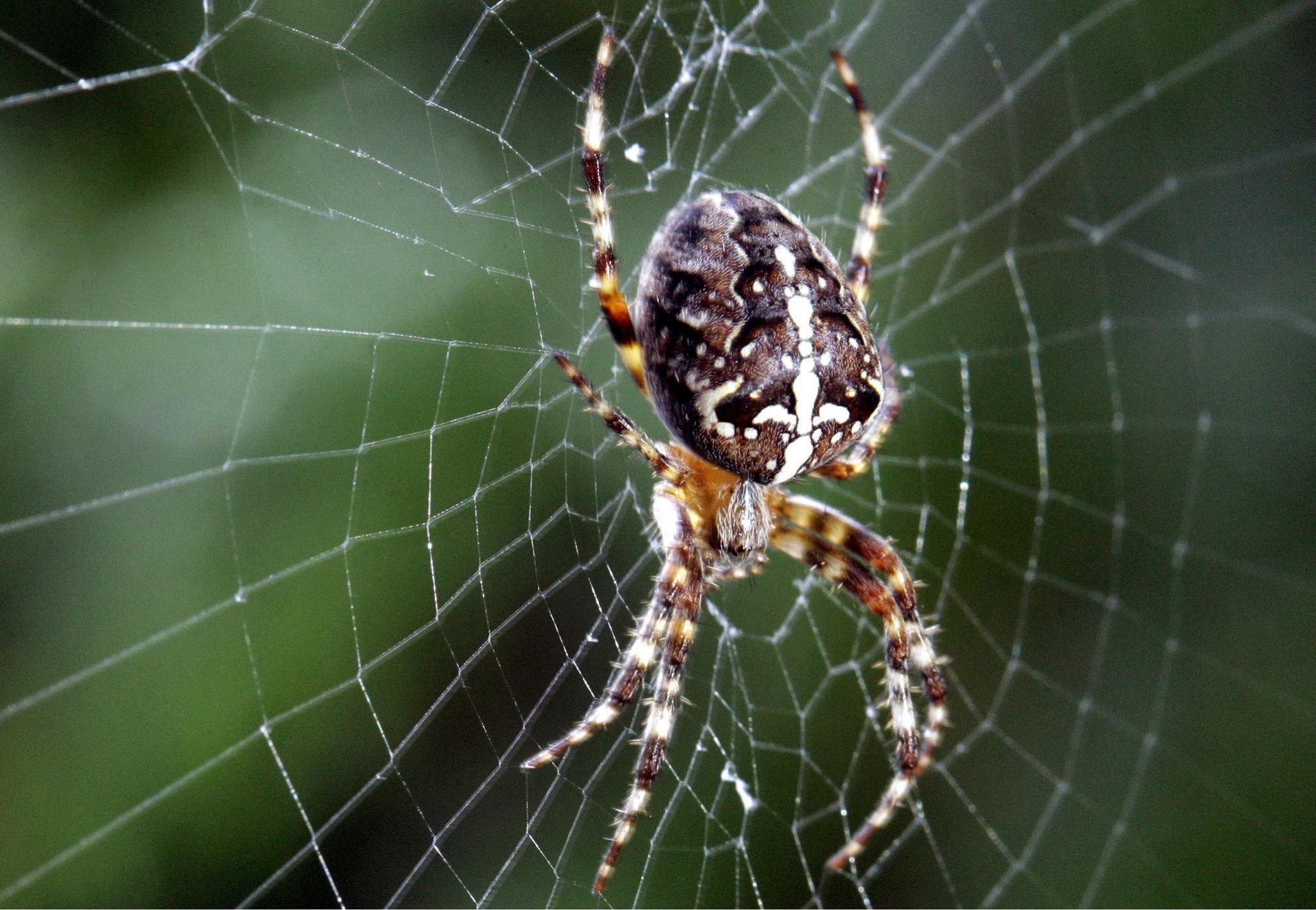 It's Incy Wincy Spider Season!!!! | Newstalk