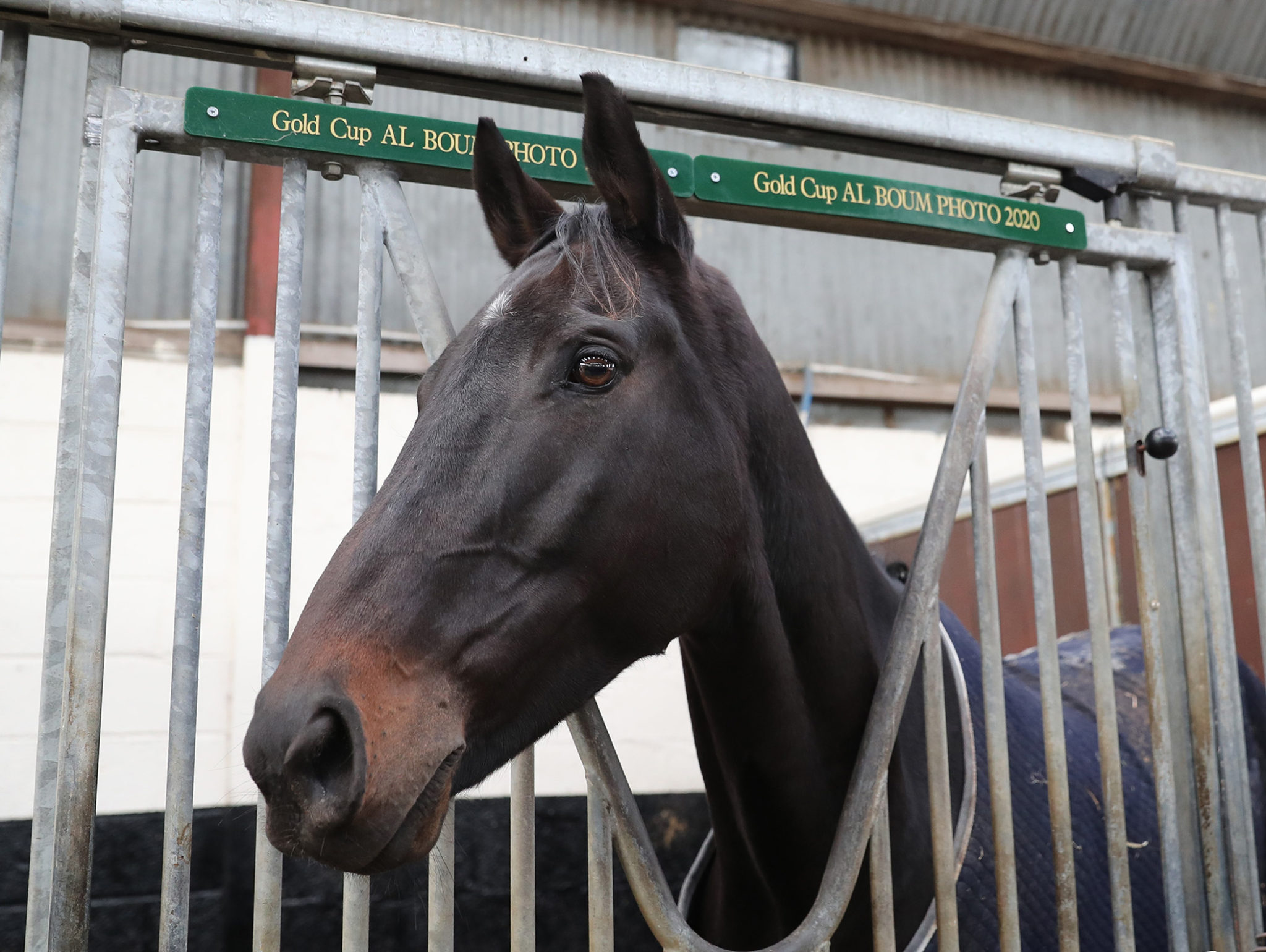 Willie Mullins trained Al Boum Photo