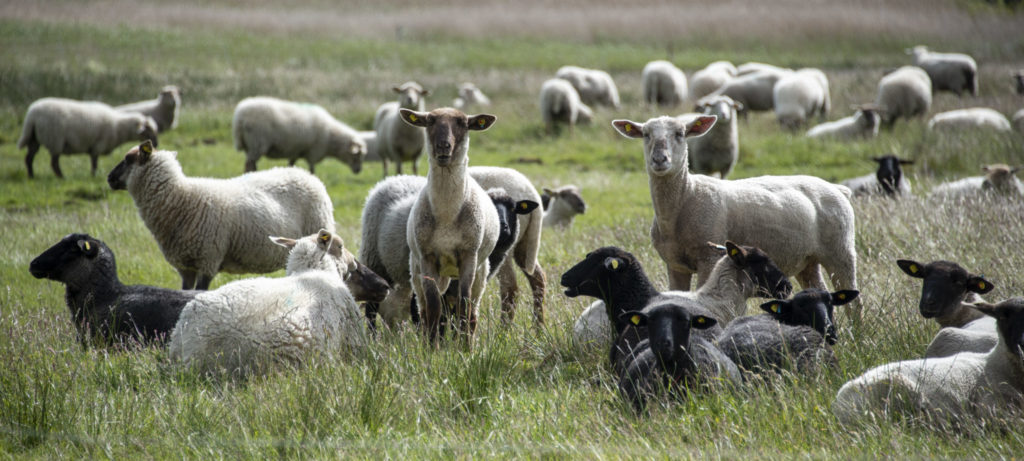 Farming with Mairead Lavery