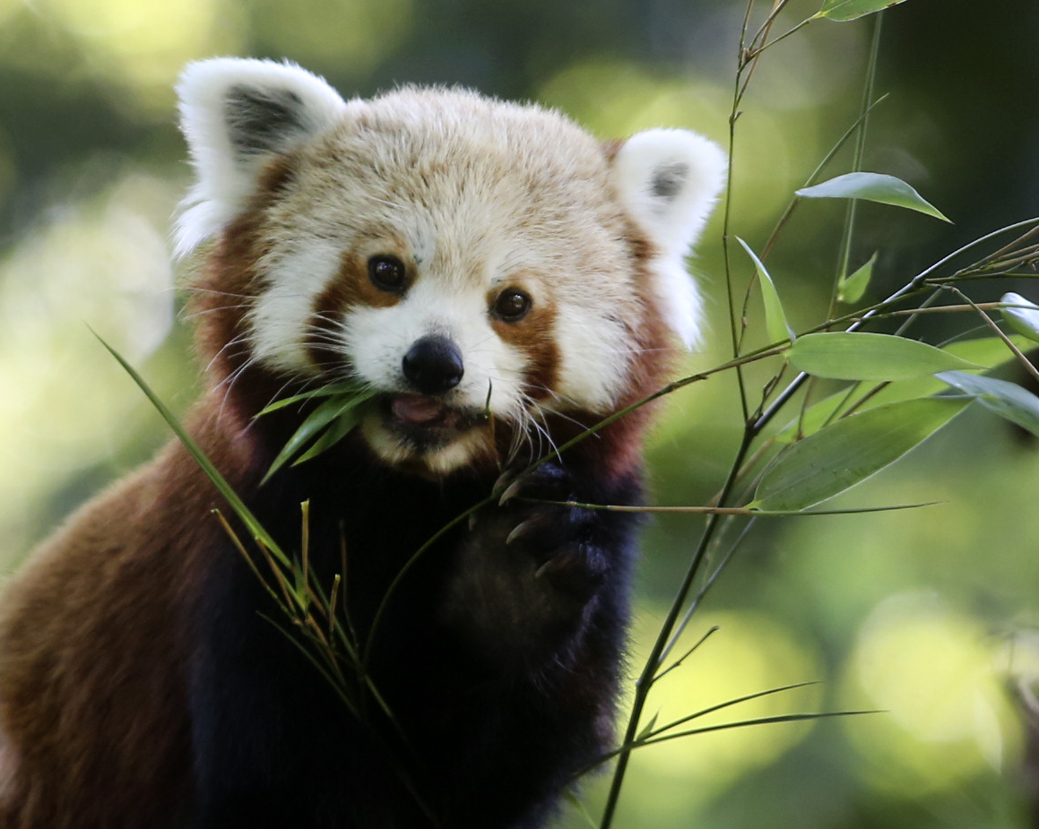Dublin Zoo appeal sparks debate on closing zoos for good Coppinger