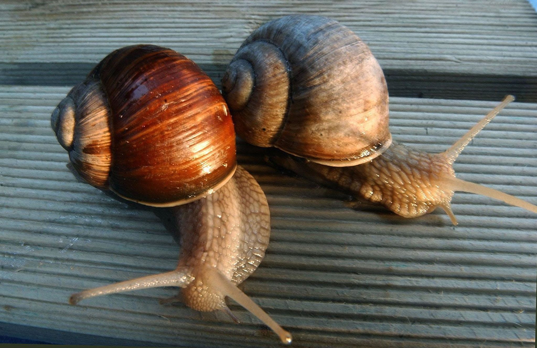 pet snails