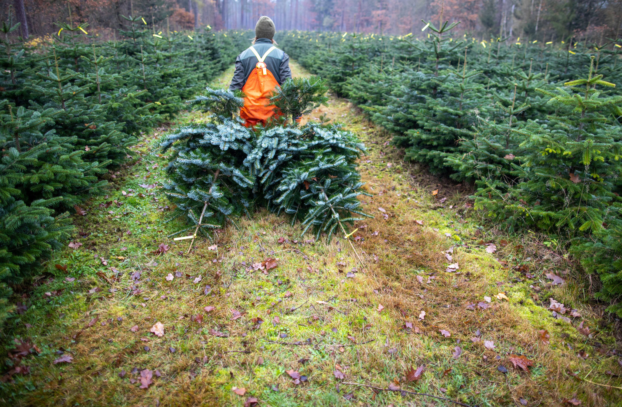 Ireland Is Facing An Apparent Christmas Tree Shortage