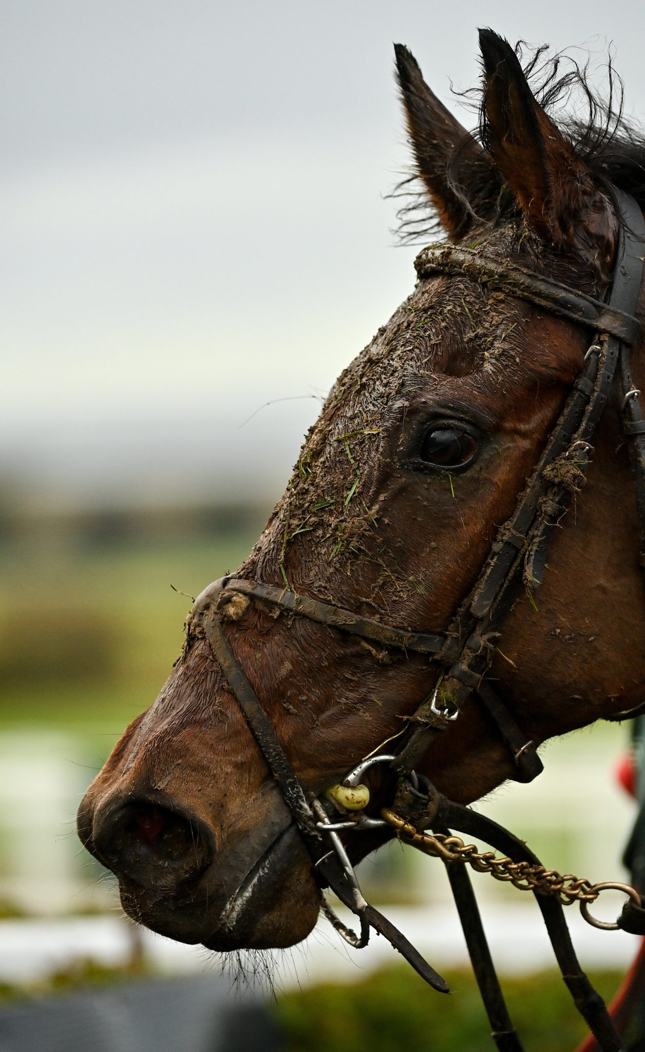 horseracing