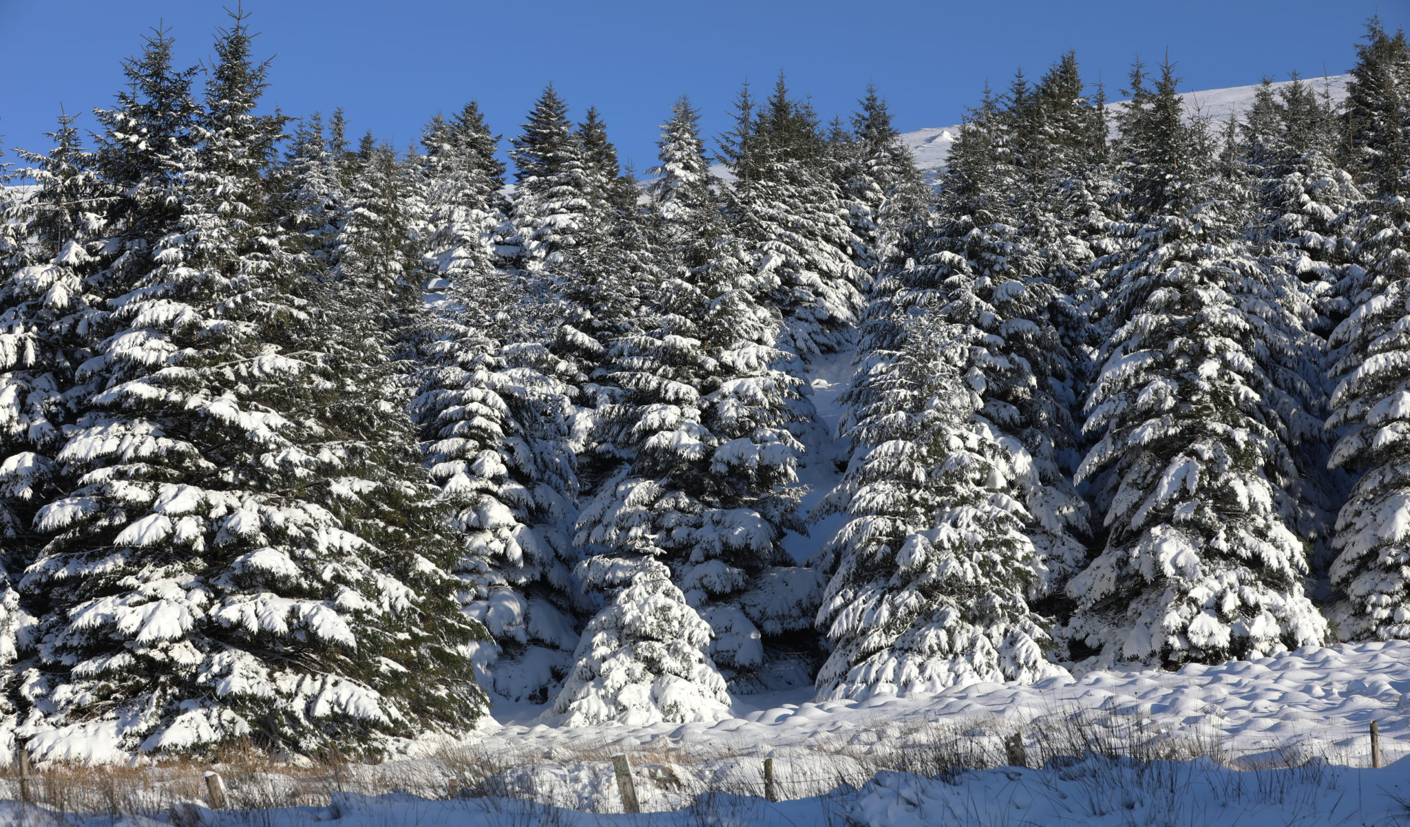 White christmas how often does it snow on christmas day in ireland newstalk