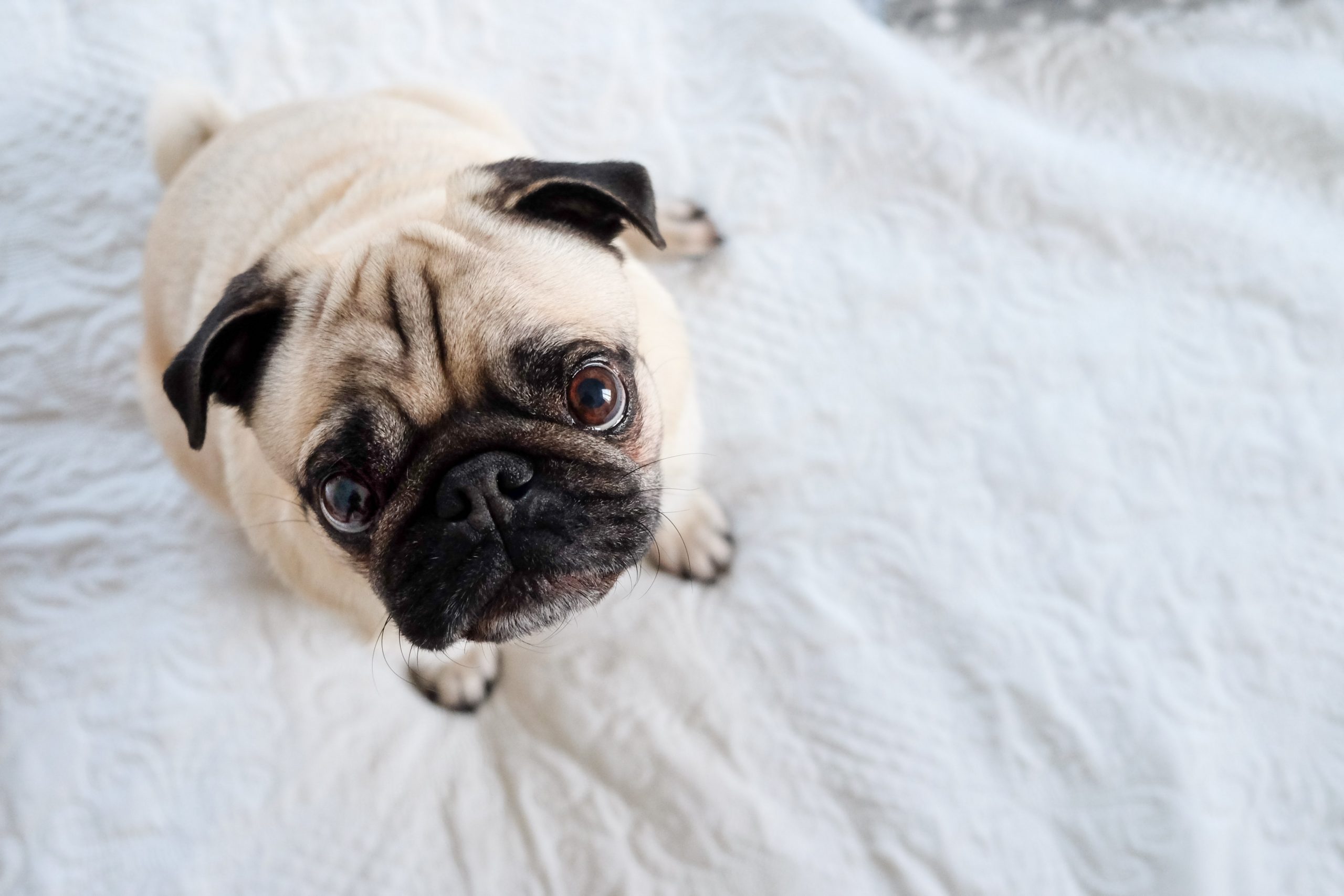 A pet dog looking at the camera.