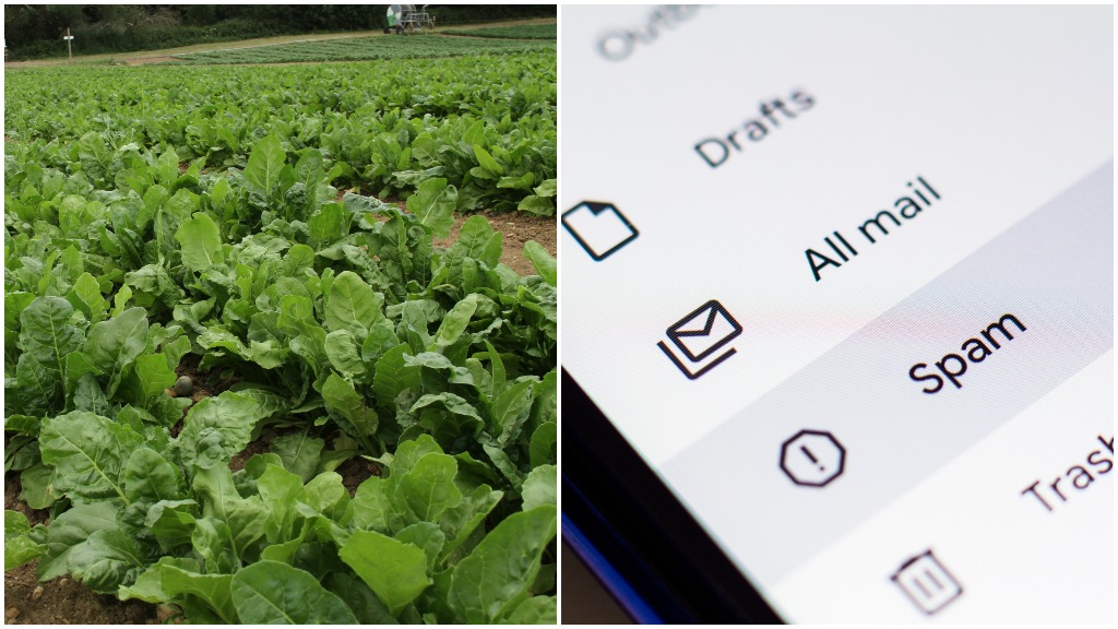 Scientists Have Engineered Spinach To Send Emails And It's For A Very