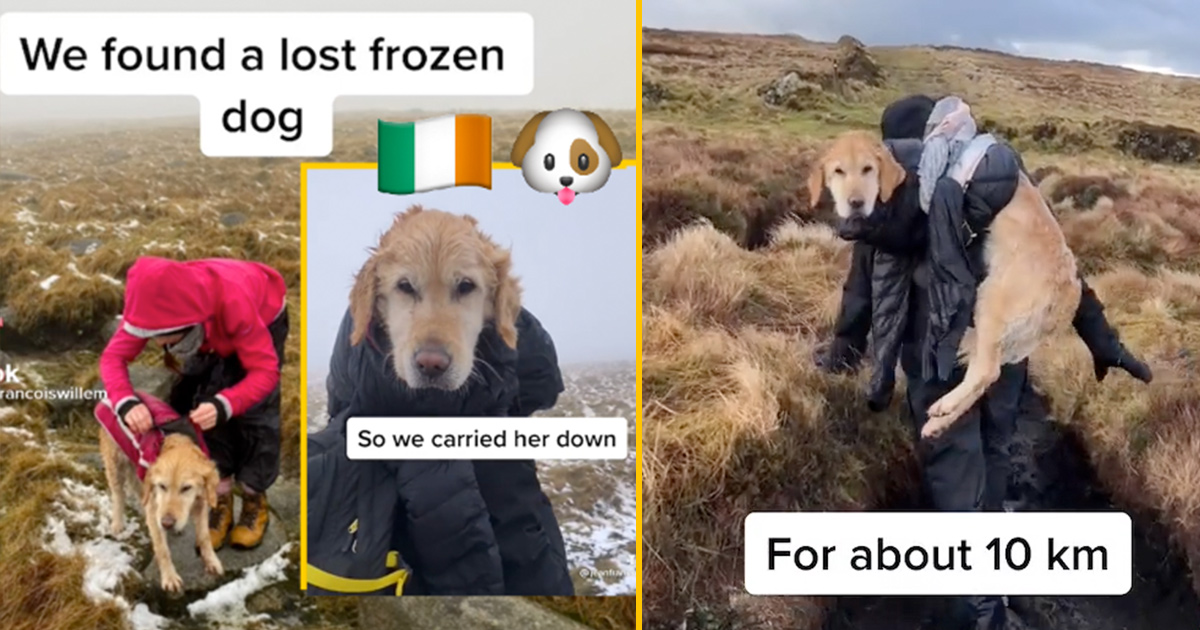Hikers Rescue Dog Lost On Irish Mountain For 2 Weeks