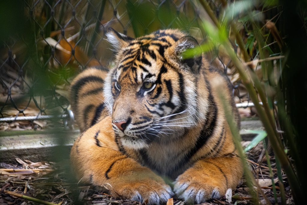 Sumatran Tiger.