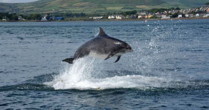 Has Fungi the dolphin settled in Galway Bay?