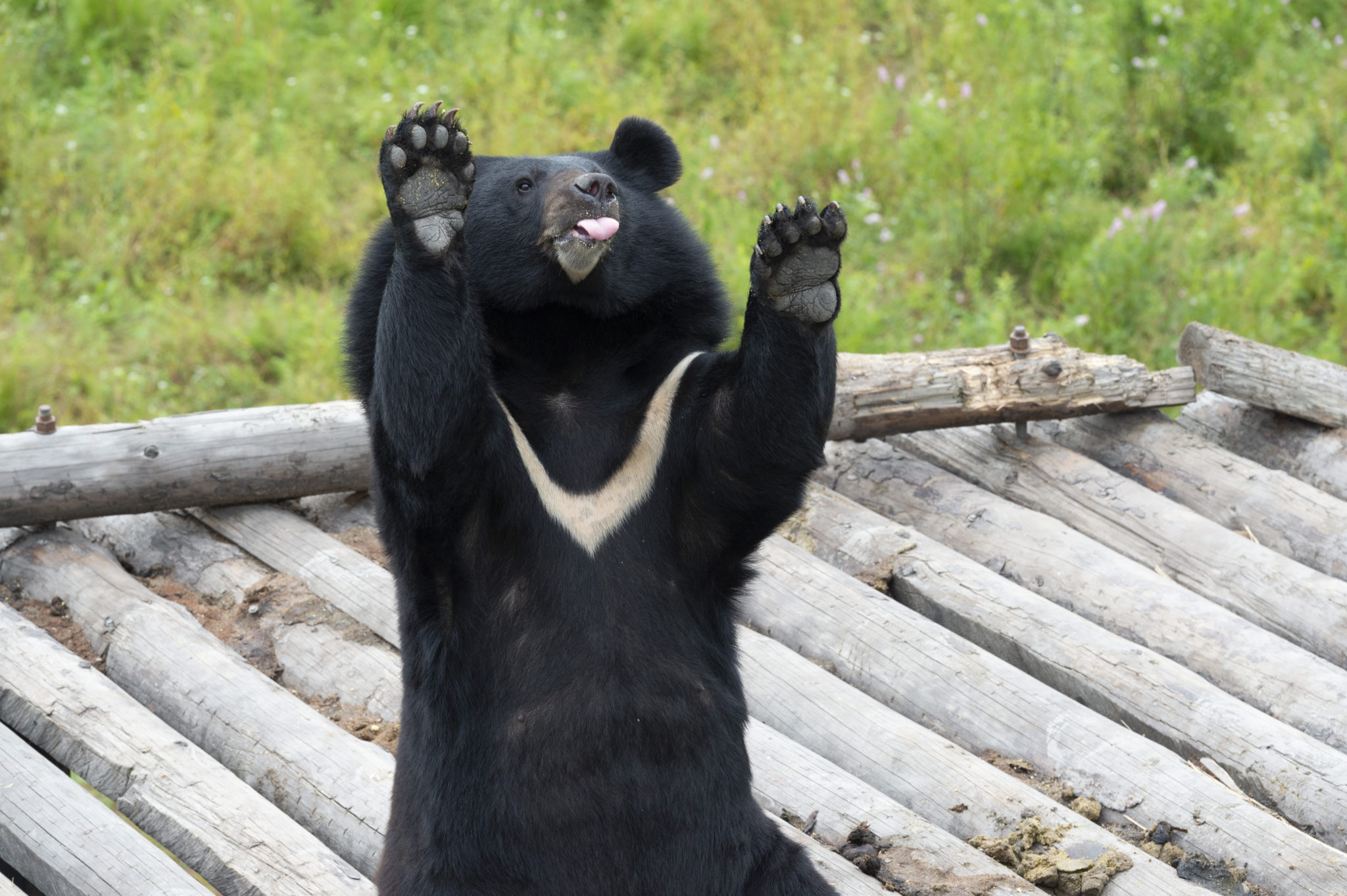 The Real Story Behind 'Cocaine Bear'