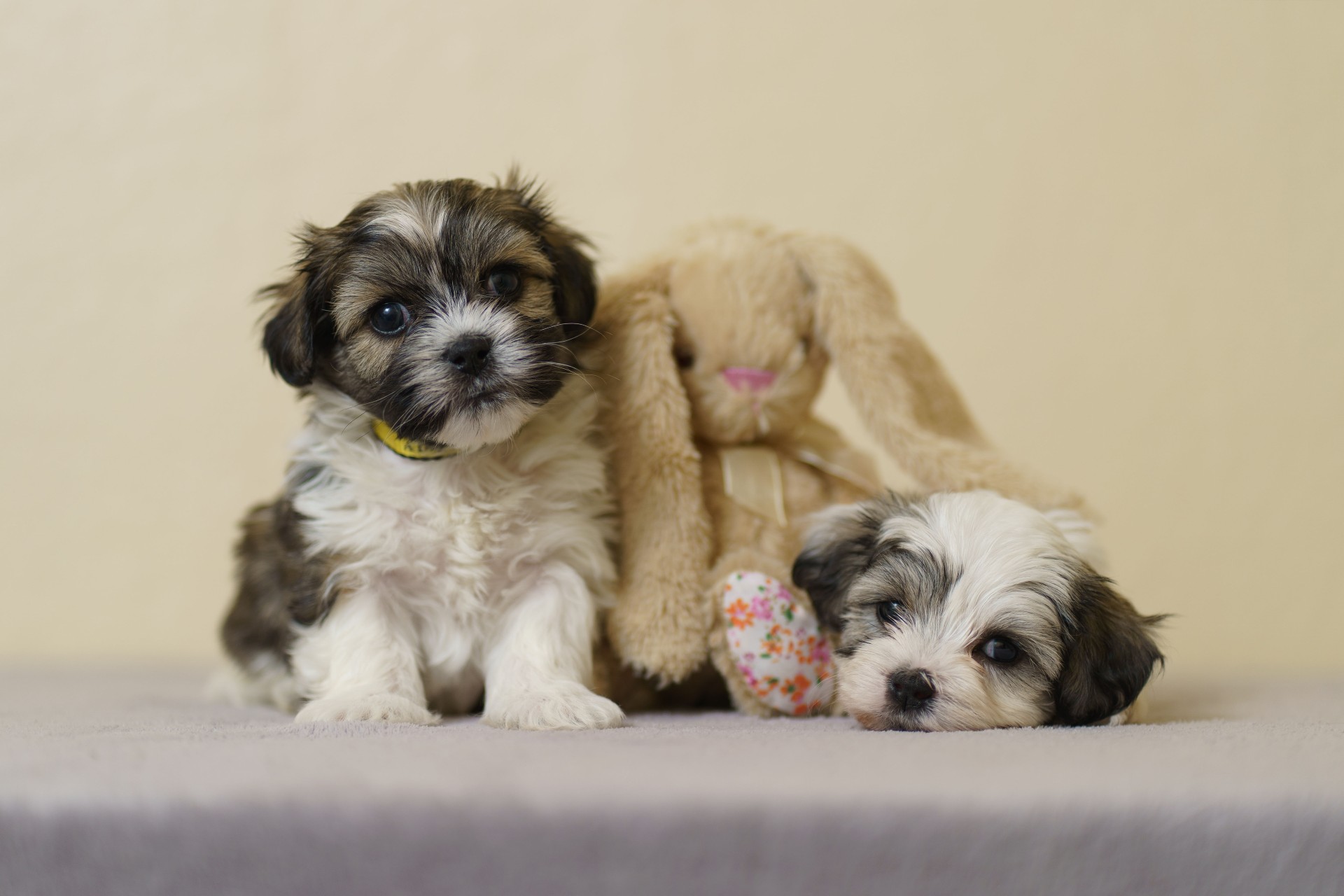 Two puppies sitting beside a plush bunny