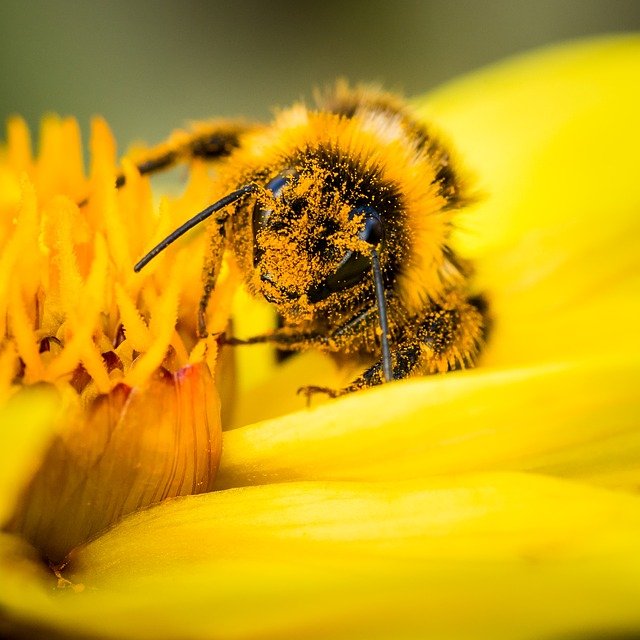 Futureproof Extra: Vomiting Bumblebees Image