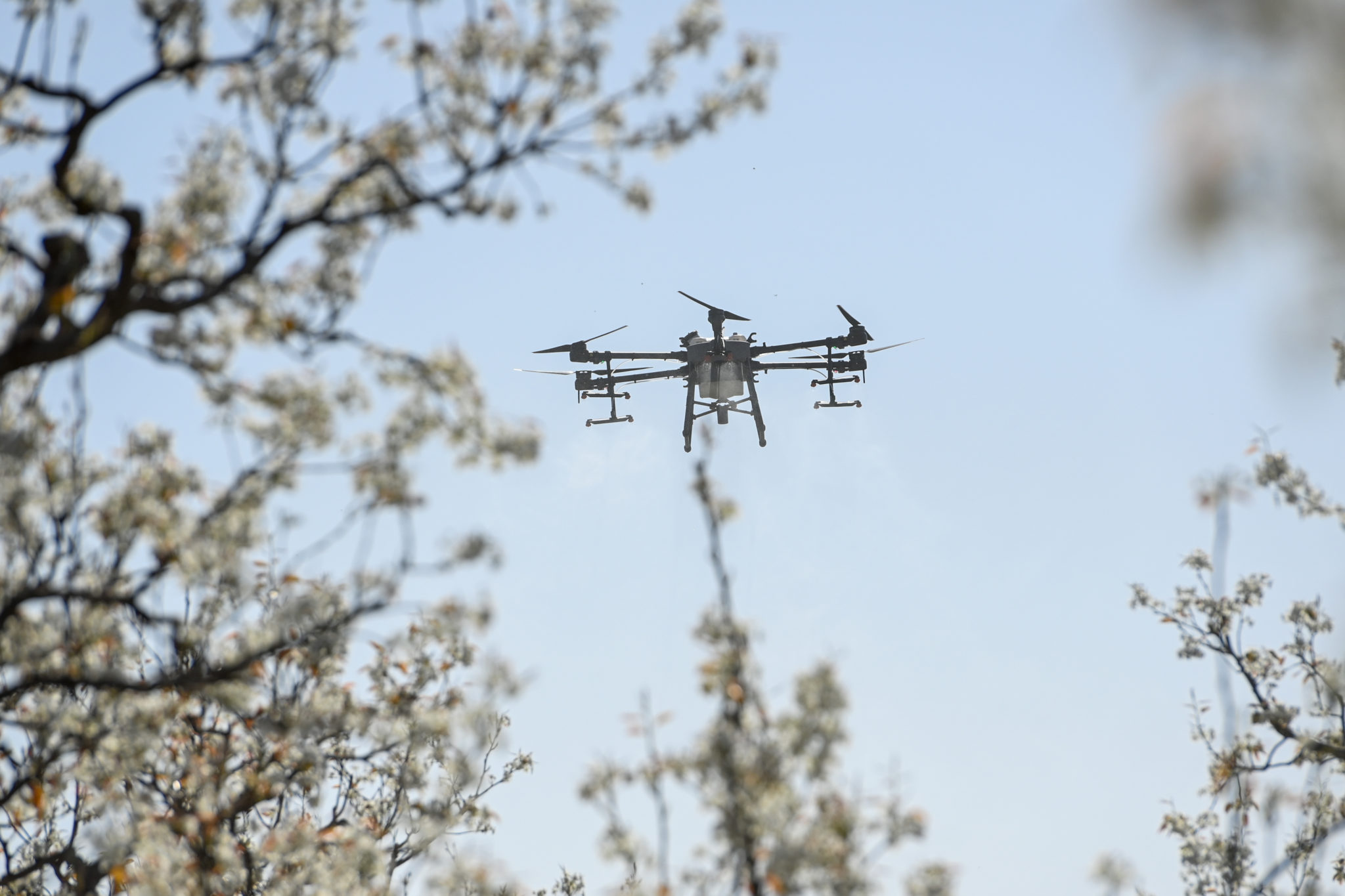 A drone pollinates pear trees at a pear orchard in China.