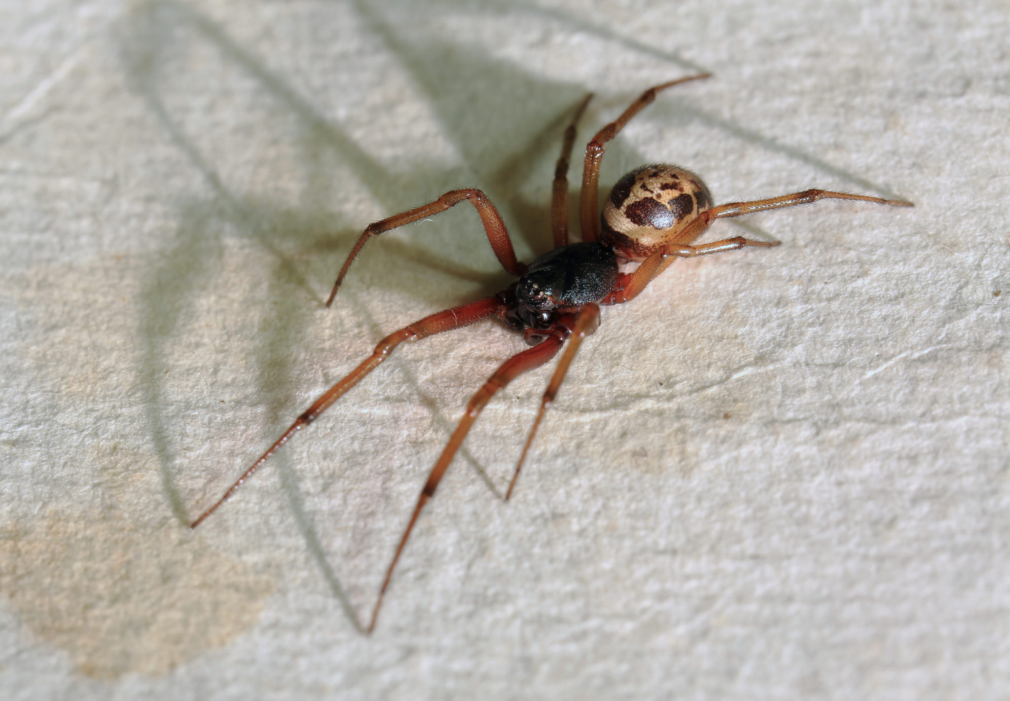 Noble False Widow Spiders becoming Very Prevalent In Irish Homes 