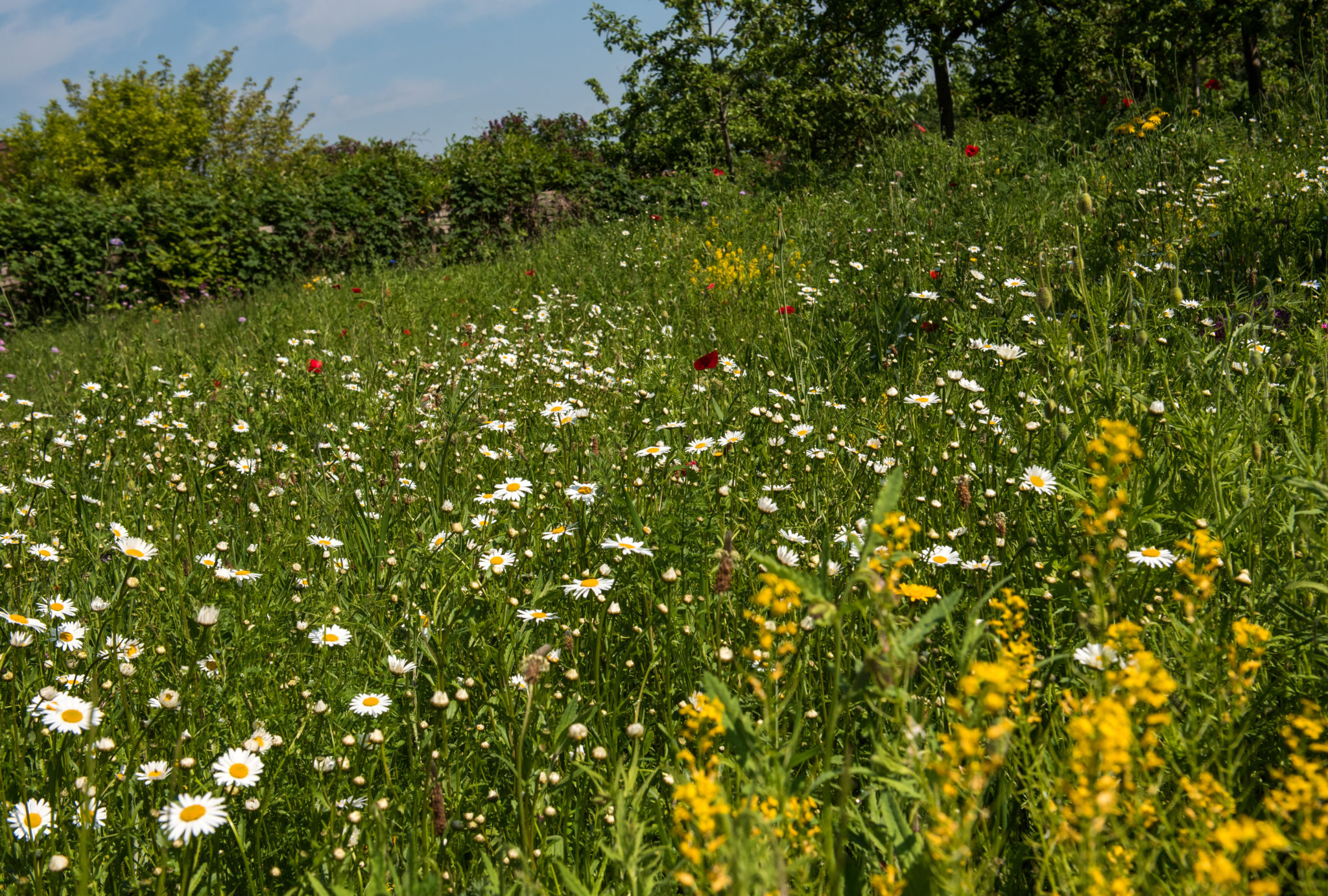 Numerous flowers bloom in a wildflower meadow.  Photo: Daniel Bockwoldt/dpa