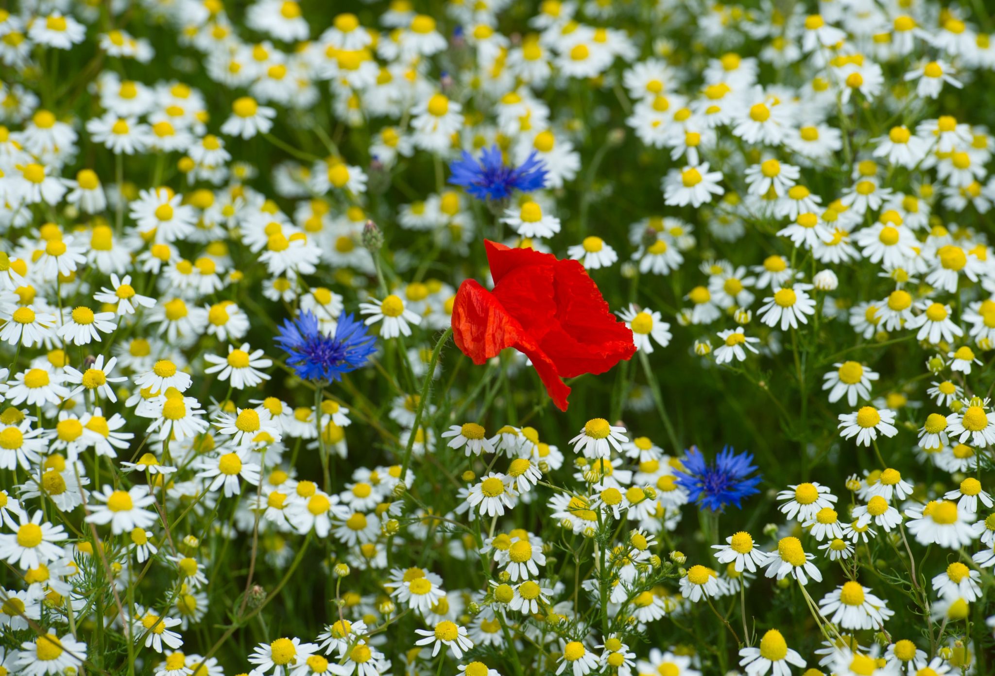 How To Plant Some Summer Colour In Your Garden | Newstalk