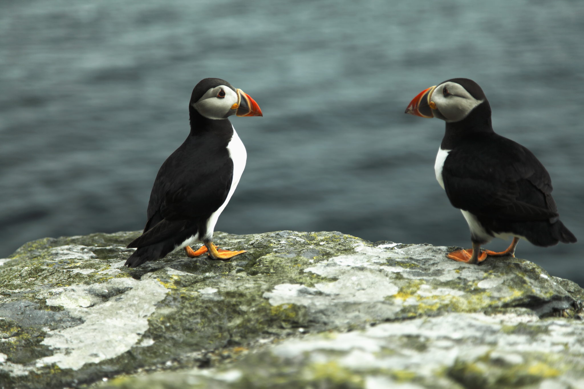 Puffins On Skellig Michael in County Kerry
