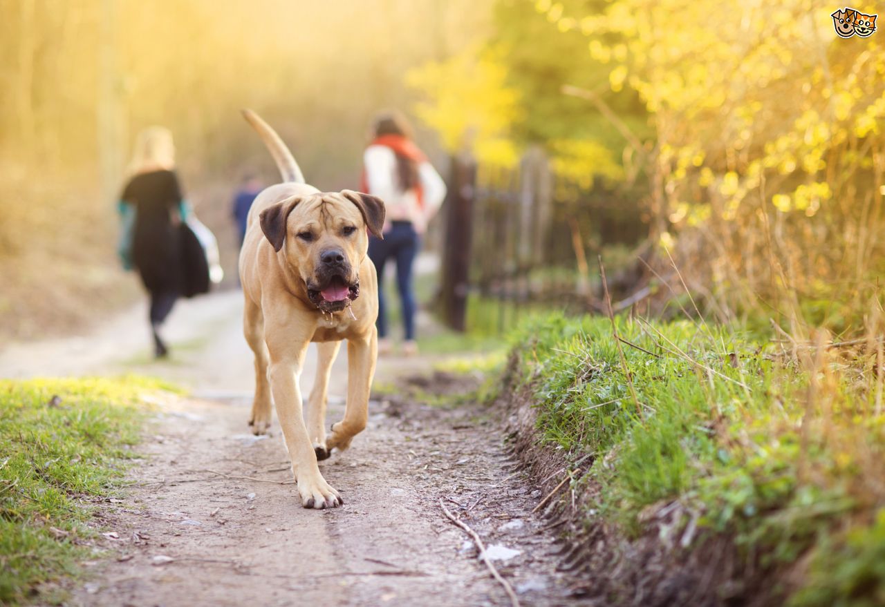 dogs off lead