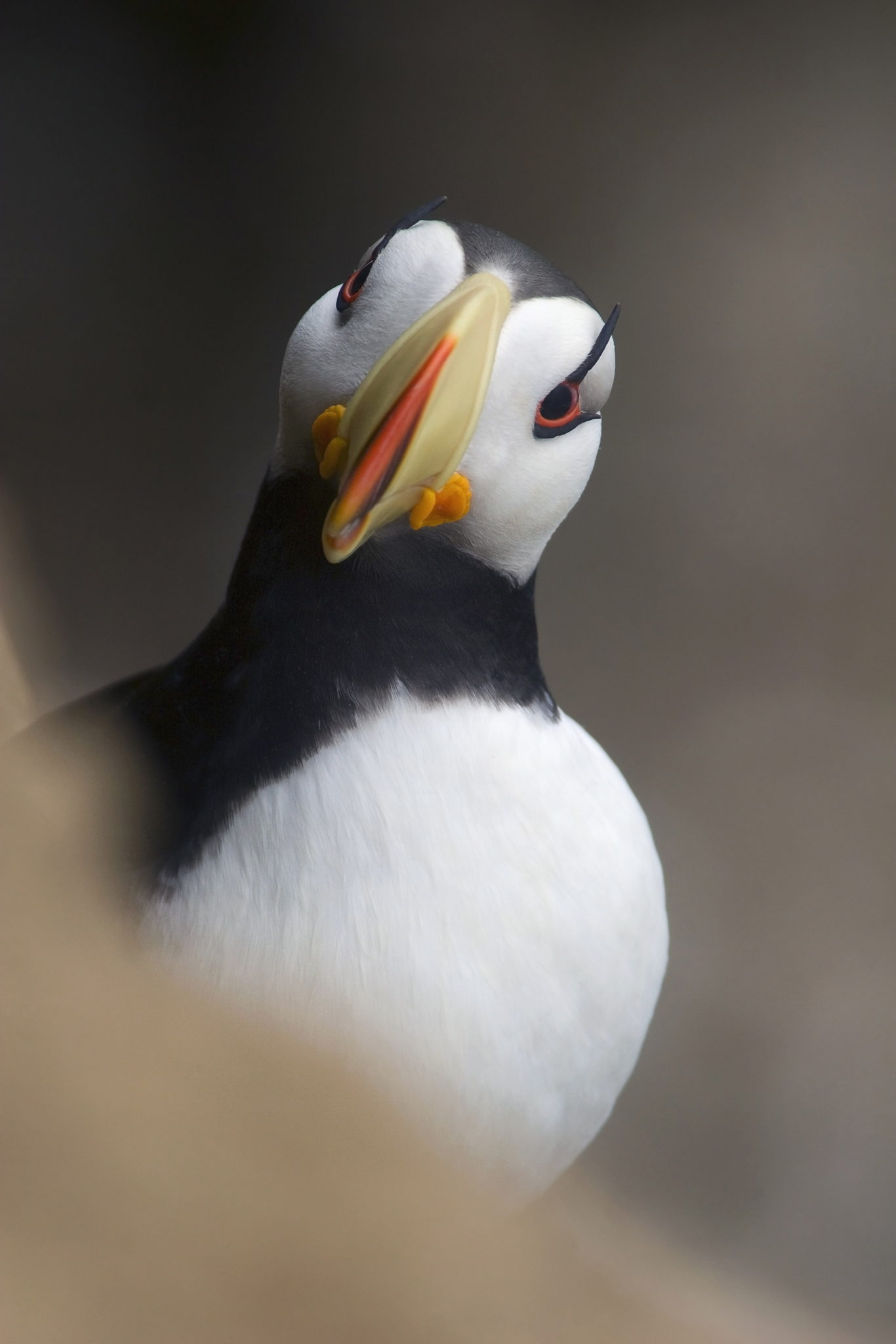Puffins Come Back To The Calf of Man For The First Time In More Than 30 ...