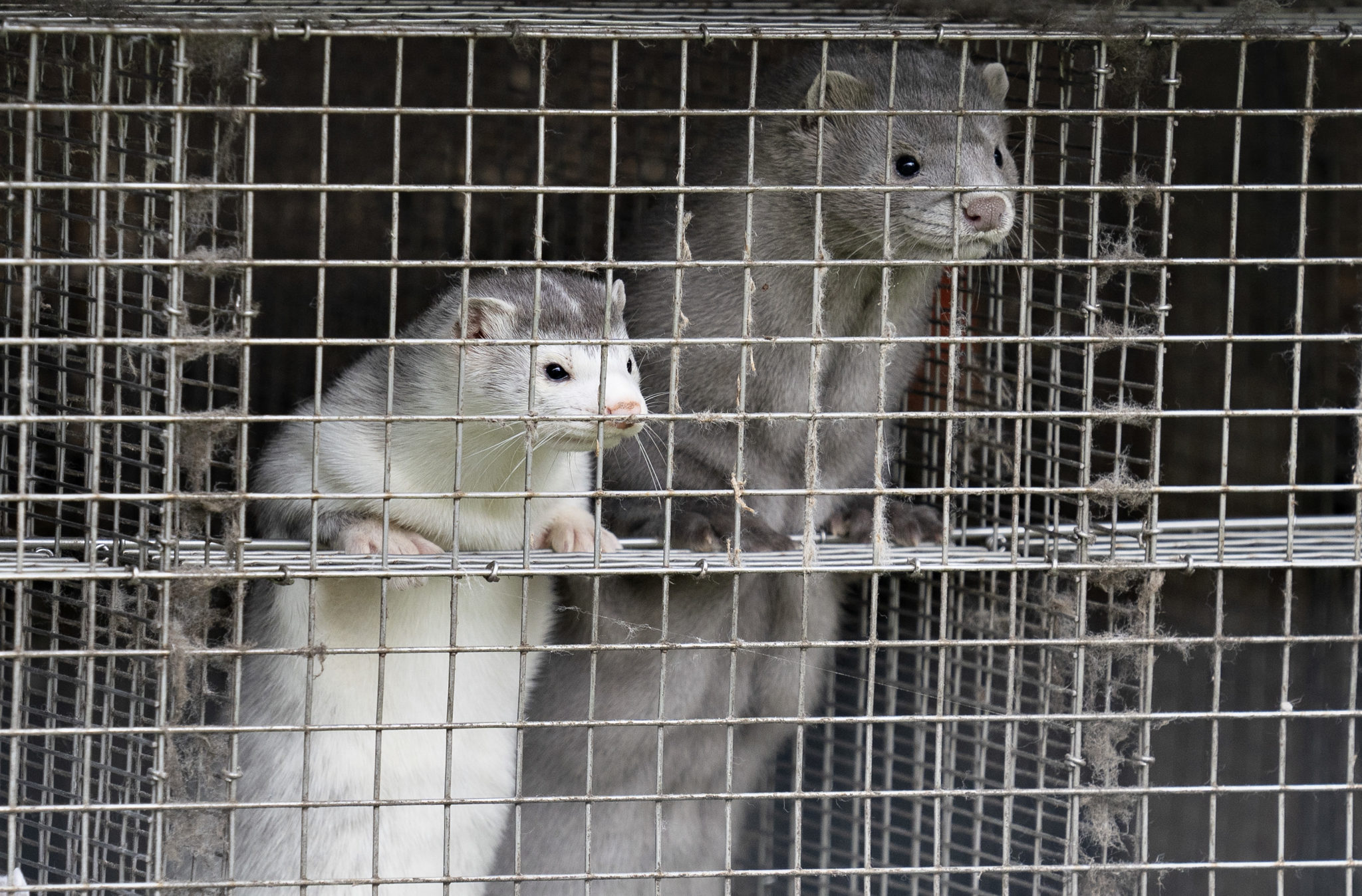 ''They are 60 years trying to get rid of mink farming'' Newstalk