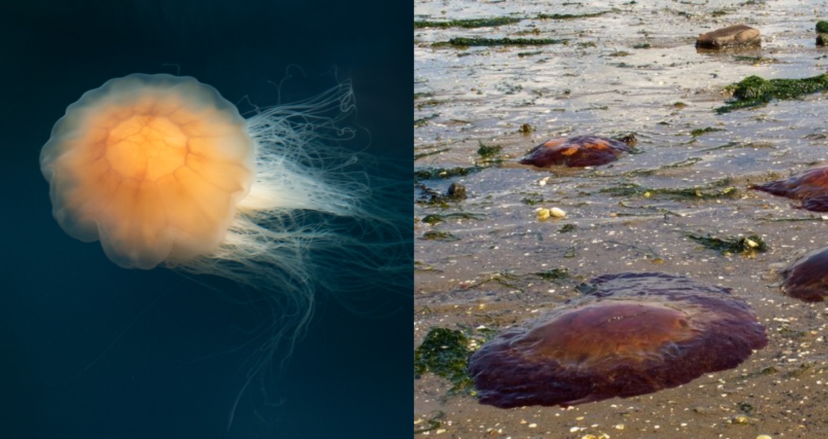 How To Avoid A Jellyfish Sting