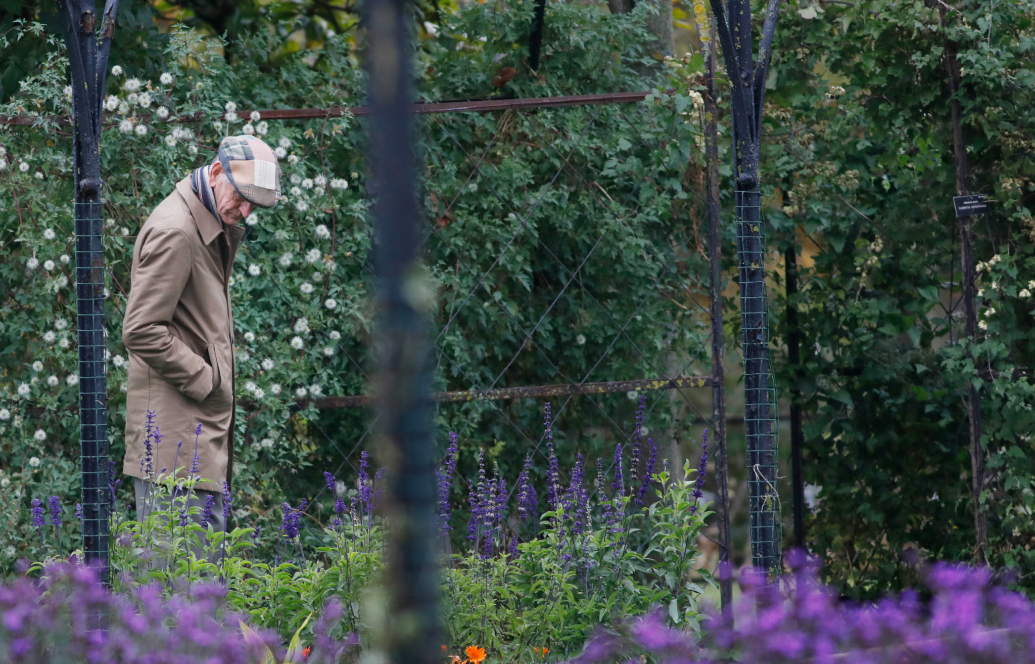 A man admires the flowers in the Botanic Gardens in Dublin