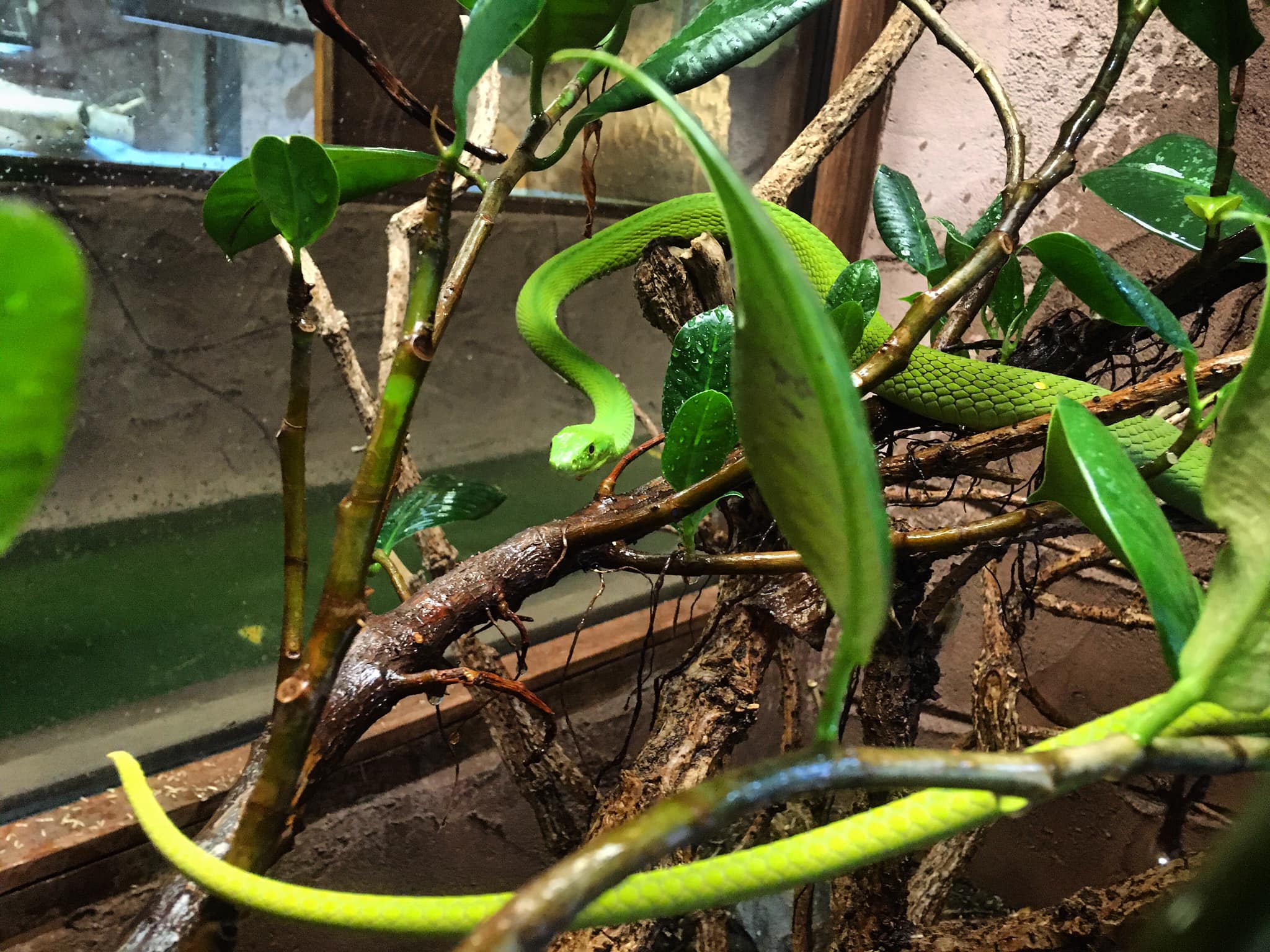 Keep It Local The National Reptile Zoo In Kilkenny Newstalk