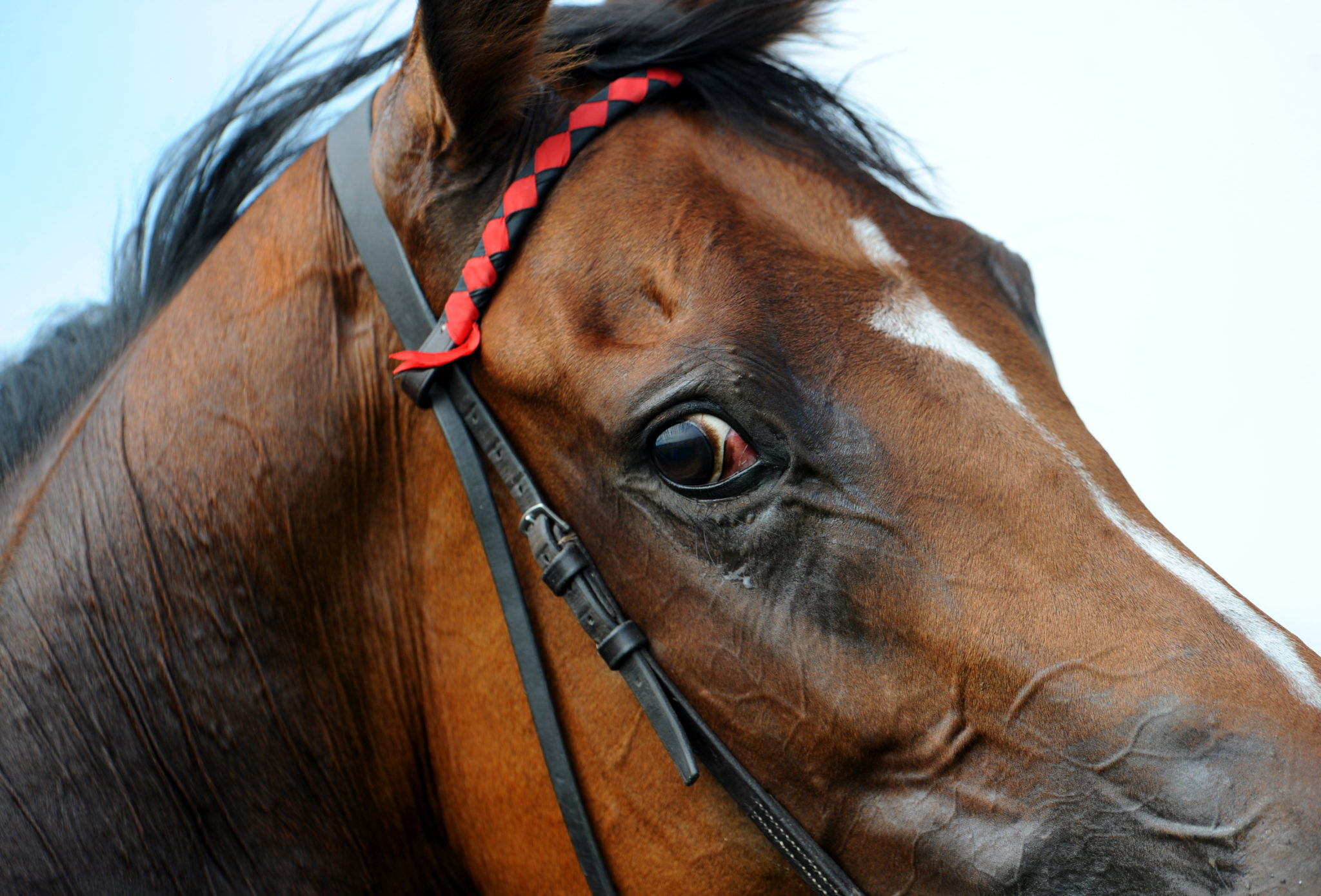 A close up of a horse's face, 31-8-09