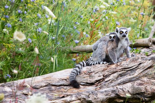 ring tailed lemurs fota