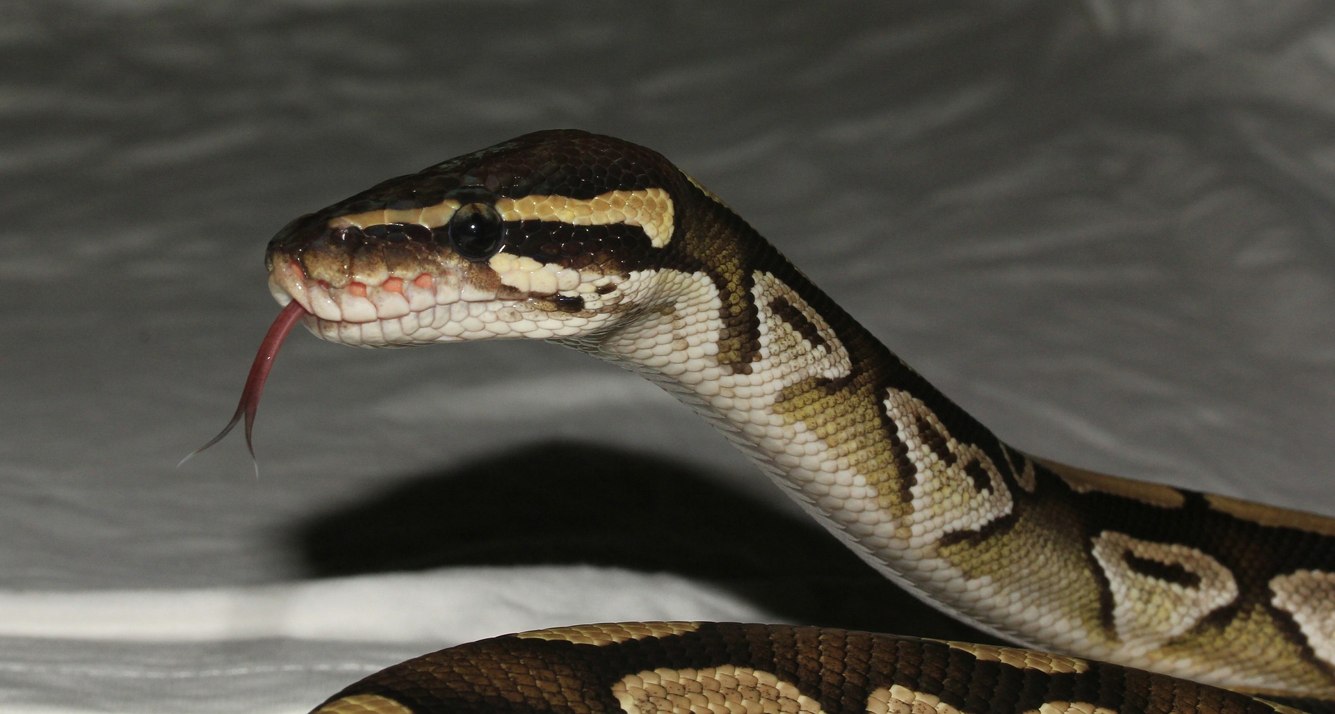Snake.