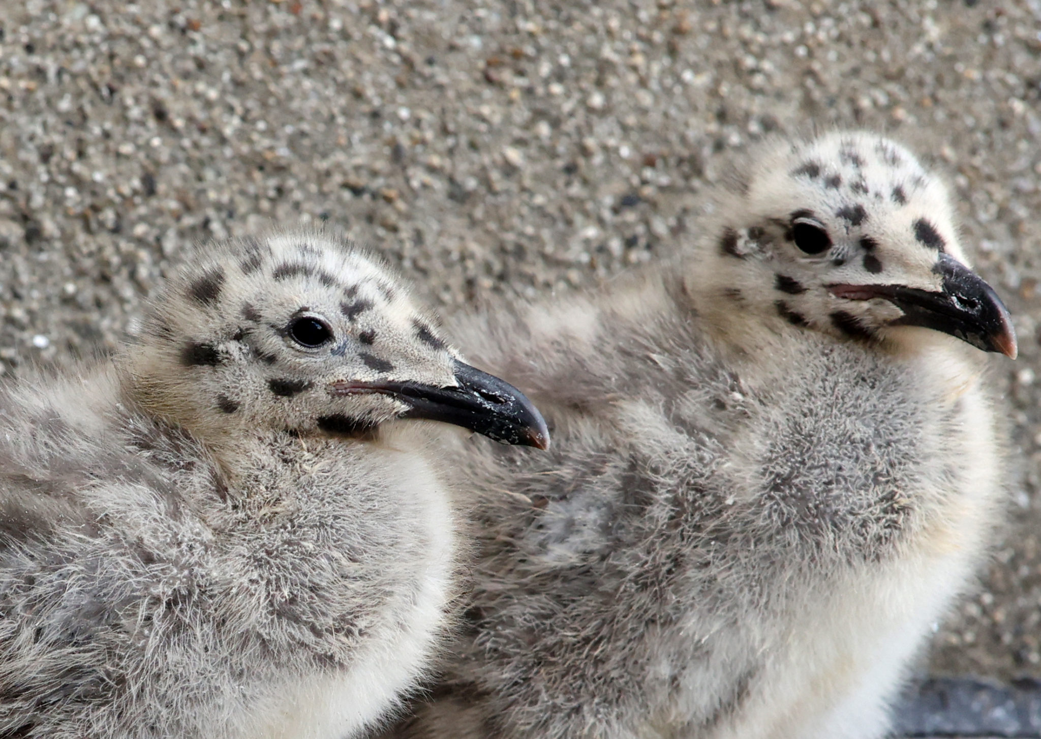 Baby Seagulls emerge from their nest on the side of a building in Dublin City Centre