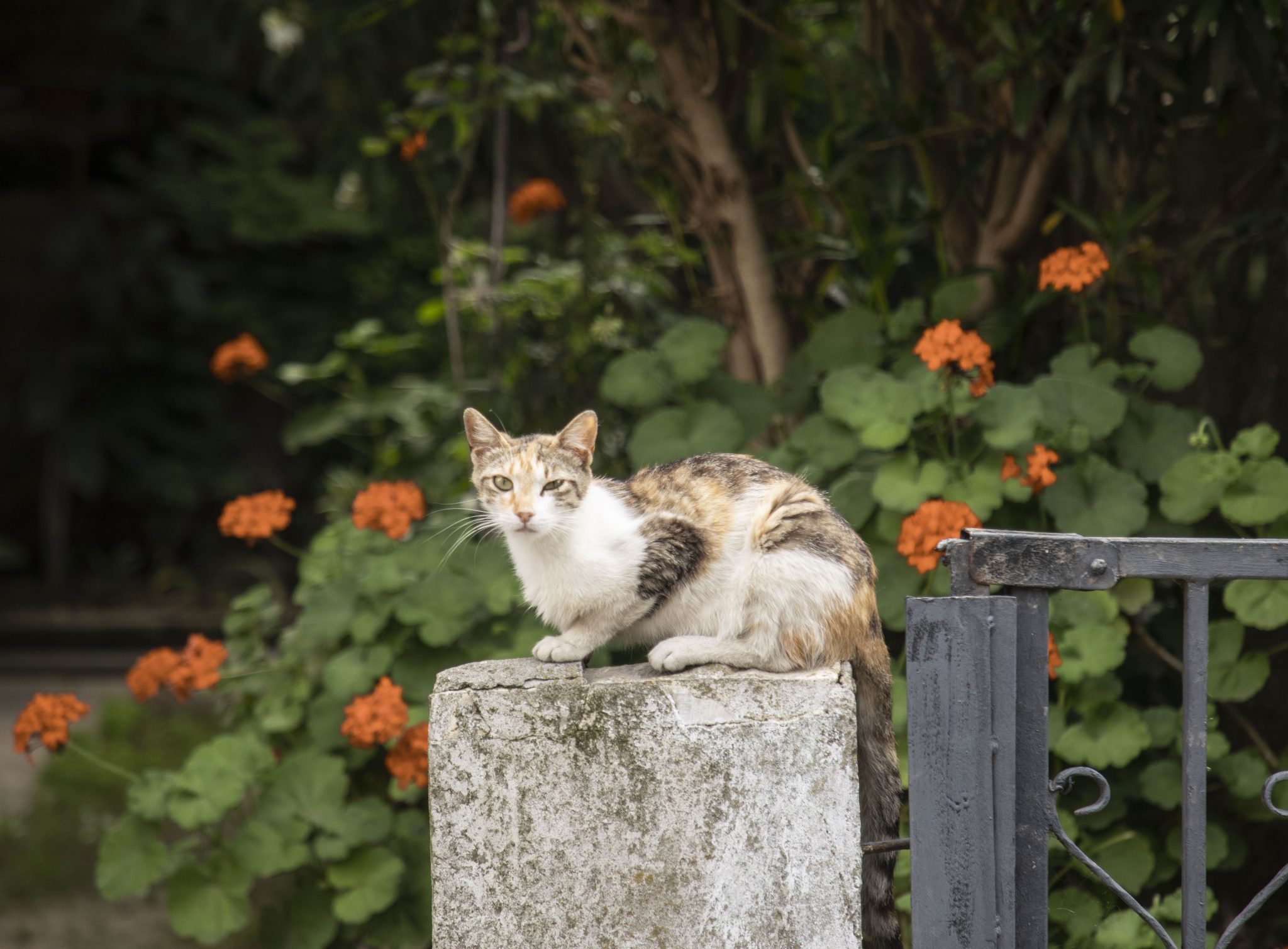 A stray cat in Istanbul, 02-06-2021. Image: unreguser/Xinhua News Agency/PA Images