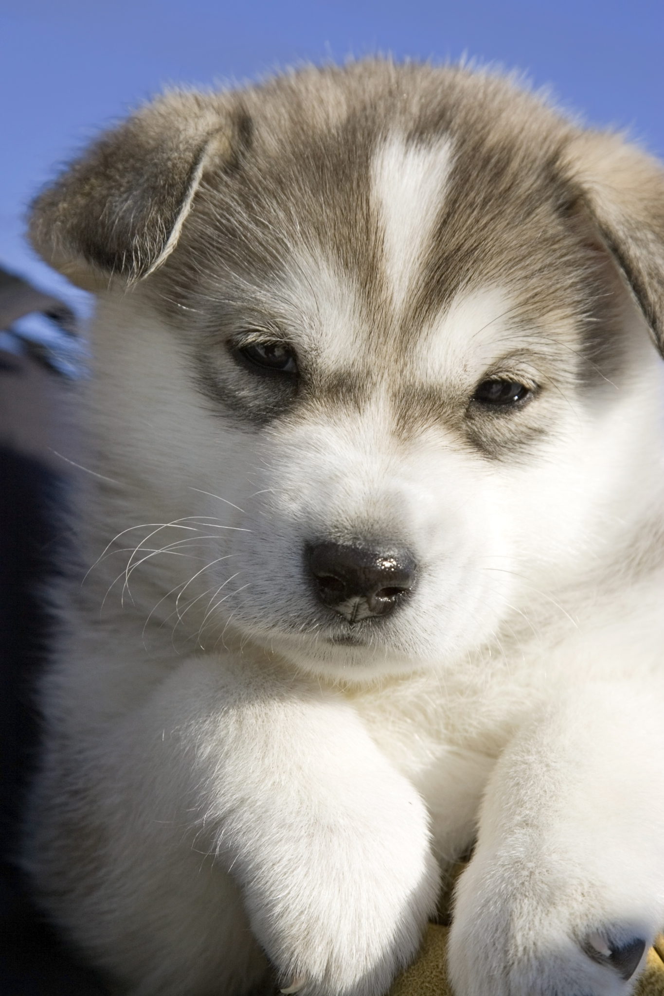 New measures to crack down on illegal puppy selling episode artwork