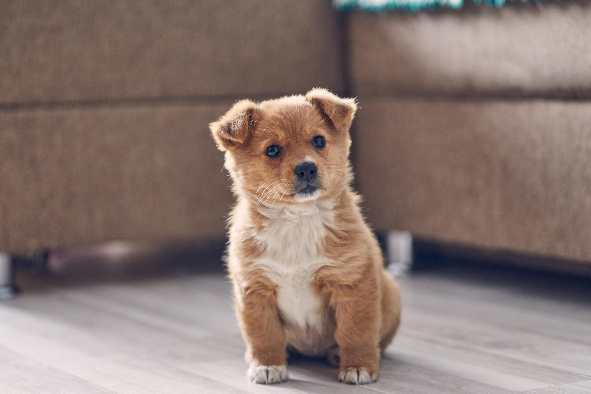 A puppy sits on the floor of an apartment in May 2019.