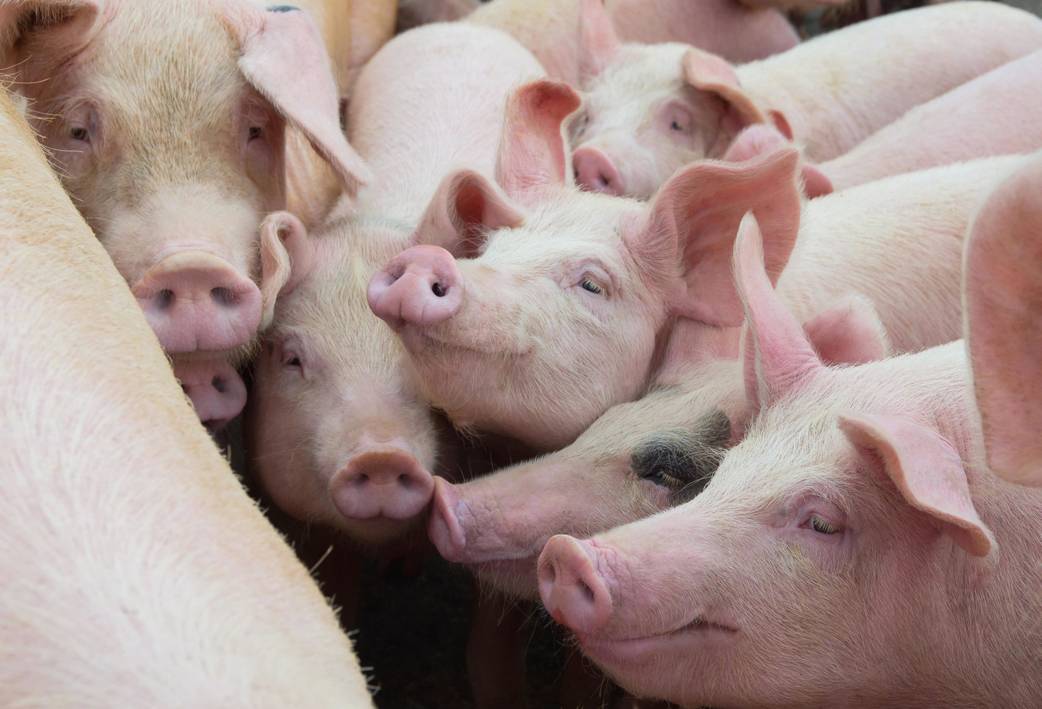 A herd of pigs in farmyard. Image: Deyana Robova / Alamy Stock Photo