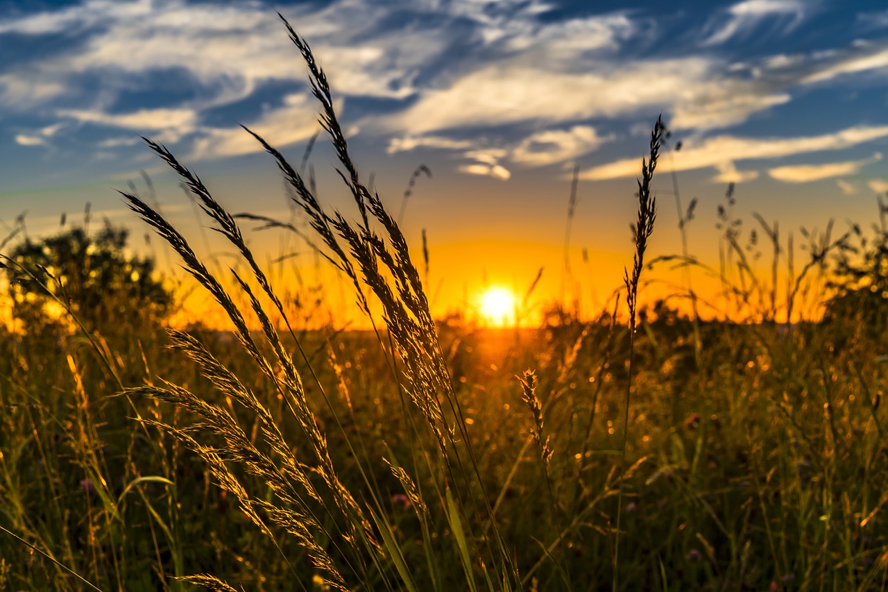 Irish farmers 'losing competitiveness' because of GM crops ban - Vimarsana News
