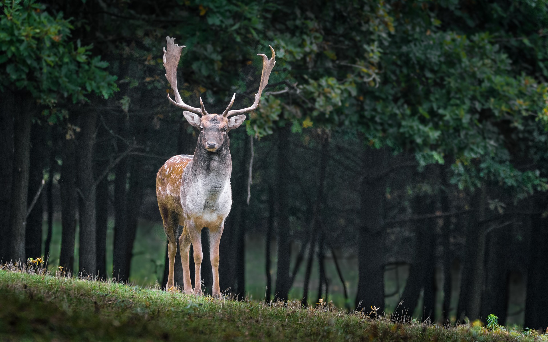 'Only a matter of time' before a driver is killed by a deer - Vimarsana News