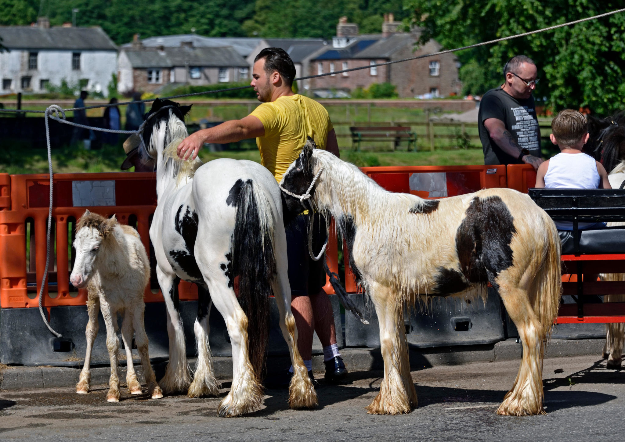 A Traveller with Coloured Cobs at the Appleby Horse Fair in Cumbria, England in June 2018